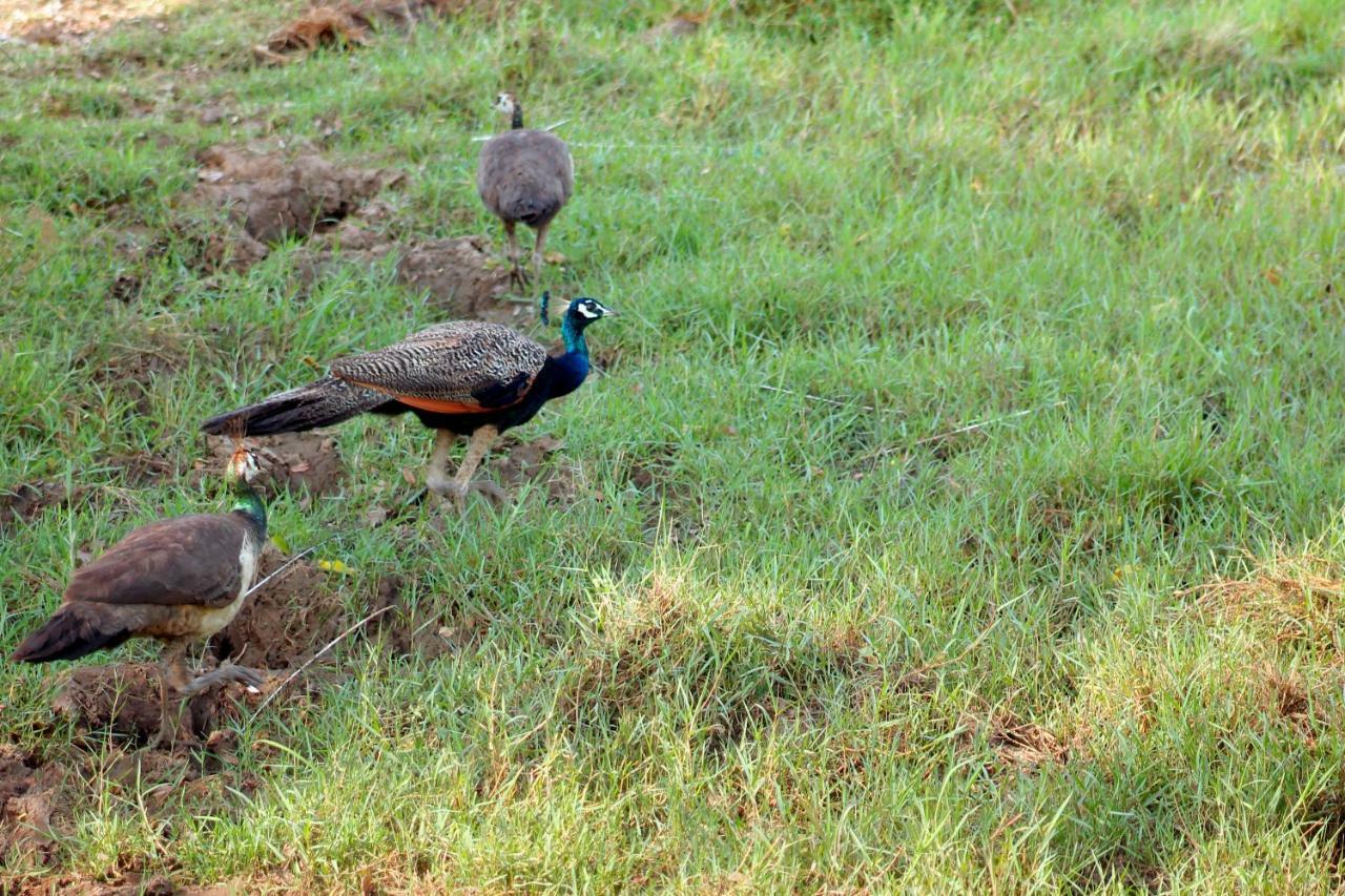 Wasgamu Safari Lodge Wasgamuwa Exteriör bild