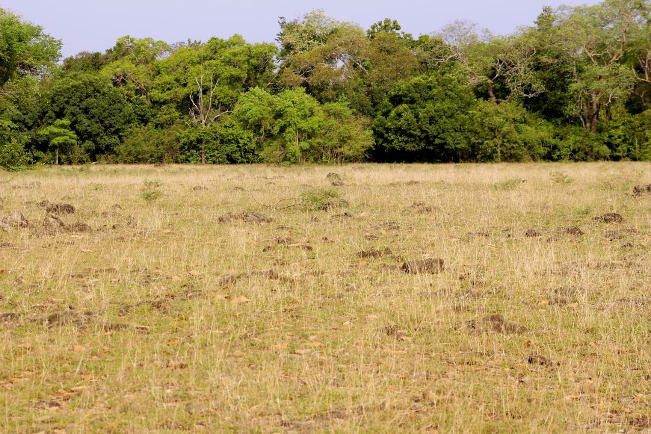 Wasgamu Safari Lodge Wasgamuwa Exteriör bild