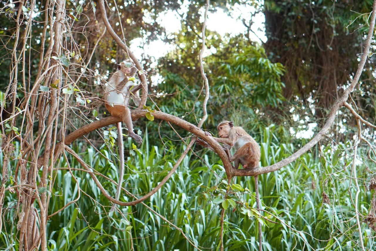 Wasgamu Safari Lodge Wasgamuwa Exteriör bild