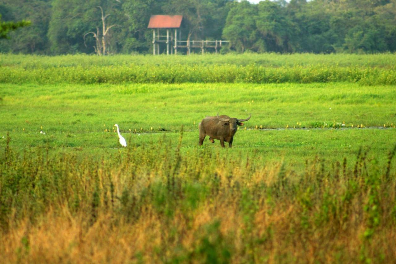 Wasgamu Safari Lodge Wasgamuwa Exteriör bild