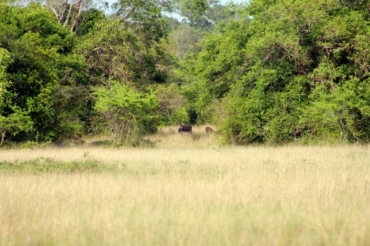 Wasgamu Safari Lodge Wasgamuwa Exteriör bild